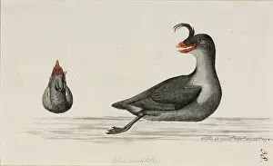 Webbed: Aethia cristatella, crested auklet