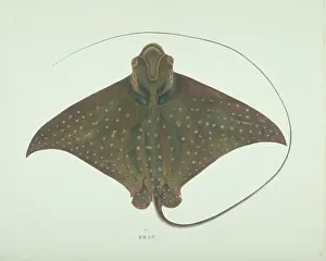 Batoidea: Aetobatus narinari, spotted eagle ray