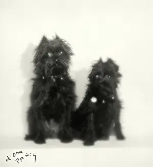 Toscanini: Affenpinscher of countess Castelbarco
