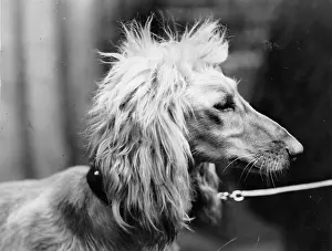 Prizewinning: Afghan greyhound