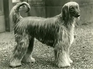 Afghan: AFGHAN/HOBAH CALEB/1938