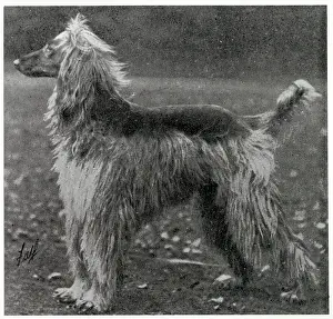 Afghan: Afghan Hound - Ch. Sirdar of Ghazni