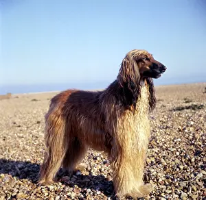 Pebbly: Afghan hound on a pebbly beach