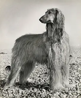 Pebbly: Afghan hound on a pebbly beach