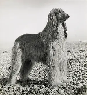 Pebbly: Afghan hound on a pebbly beach
