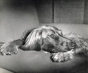 Afghan hound resting