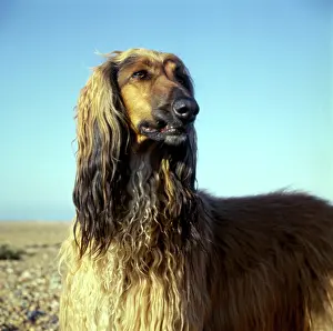 Straggly: Afghan hound with wet fur on a beach