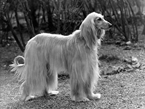 Snelling: Afghan - Khorrasan - 1953