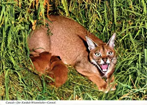 Caracal: Africa - Caracal