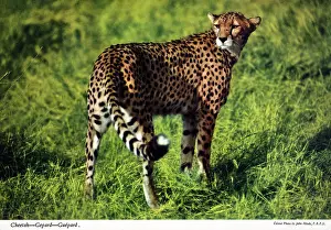Acinonyx: Africa - Cheetah