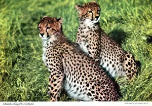 Cheetahs: Africa - Two Cheetahs