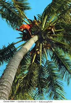 Picker: Africa - Coconut picker high up a palm tree