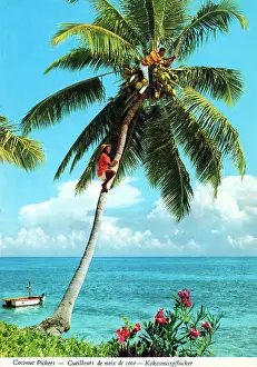 Picker: Africa - Coconut picker high up a palm tree