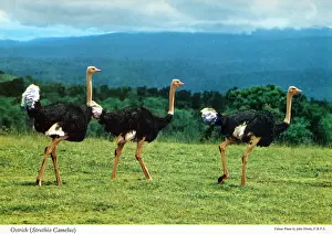 Camelus: Africa - Three Common Ostrich (Struthio camelus)