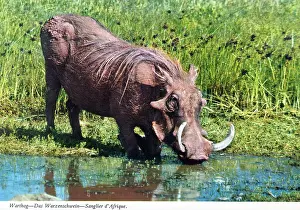 Warthog: Africa - Common Warthog at a waterhole