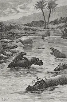 Hippo: Africa. Congo. Fauna of the Congo river