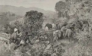 Tusks: Africa. The Congo. Herd of elephants