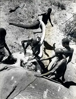 Poachers: Africa - Egypt