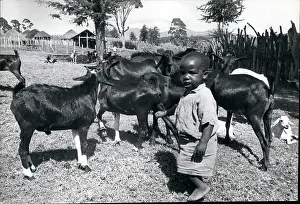 Herding: Africa - Egypt