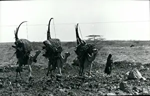 Nomads: Africa - Egypt