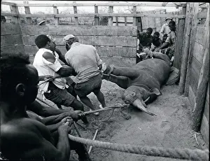 Boma: Africa - Egypt