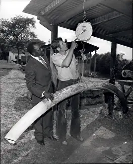 Tusks: Africa - Egypt