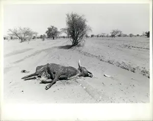 Necessity: Africa - Egypt