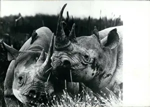 Rhinoceroses: Africa - Egypt