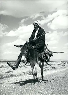 Burro: Africa - Egypt
