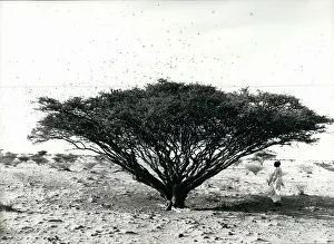 Grasshoppers: Africa - Egypt