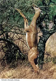 Africa - Gerenuk