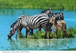 Grants: Africa - Grant's zebra