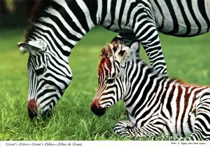Grants: Africa - Grant's zebra