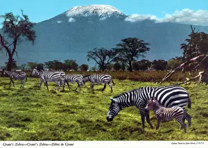 Grants: Africa - Grant's zebra