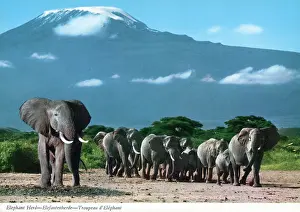 Kilimanjaro: Africa - Herd of African Elephants