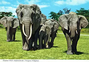 Tusks: Africa - Herd of African Elephants