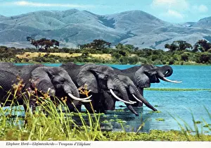 Tusks: Africa - Herd of African Elephants