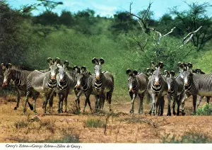 Grevy: Africa - Herd of Grevy's Zebra
