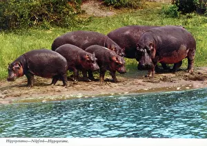 Amphibius: Africa - Hippopotamus group
