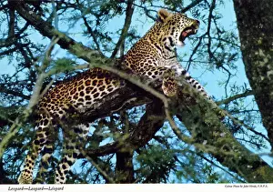 Pardus: Africa - Leopard