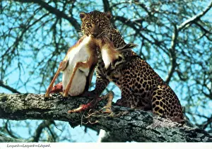 Pardus: Africa - Leopard and captured antelope