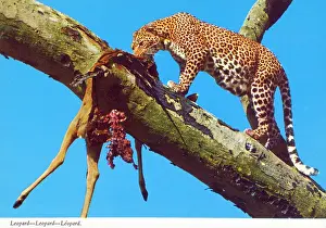 Pardus: Africa - Leopard and prey