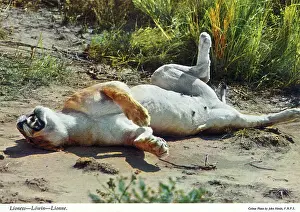 Sunning: Africa - Lioness