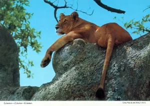 Sunning: Africa - Lioness