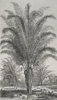Vinifera: Africa. Palm tree (Raphia vinifera)