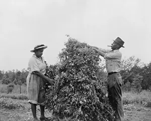 Peanut: African American couple shaking and stacking peanuts