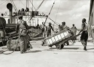 Longshoremen: African-American Dock Workers Loading Cotton Bales