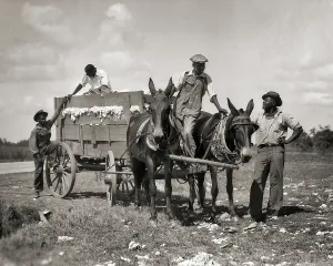 Sharecropping: Four African American Farmers Loading Wagon Drawn