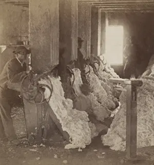 Freedmen: African American laborers processing cotton