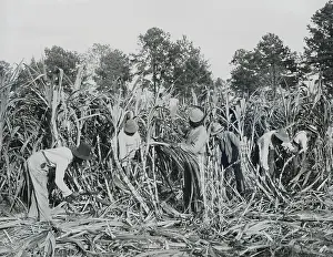 6 People: African American students cutting sugar cane, on